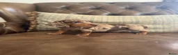 Dachshund dogs for sale: Miniature dachshund puppies  - Advert 3
