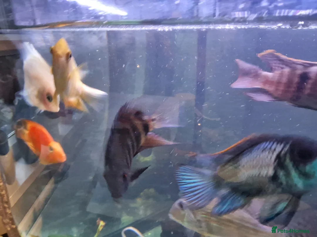 Cichlids fish for sale: Fish for sale  in Leeds - Advert 12