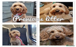 Mini Goldendoodle dogs for sale: Stunning F1 Mini Goldendoodles  - Image 31