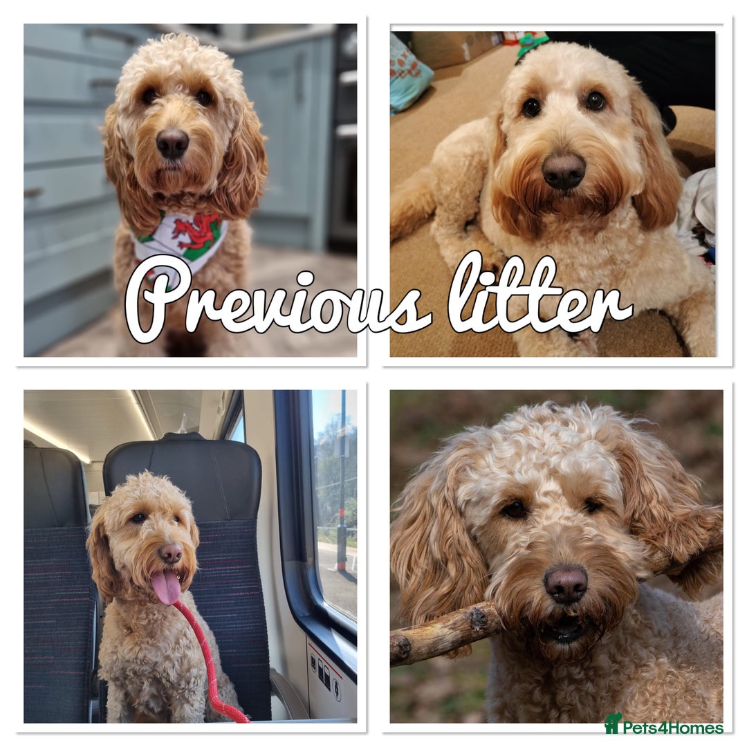 Mini Goldendoodle dogs for sale: Stunning F1 Mini Goldendoodles  - Image 31