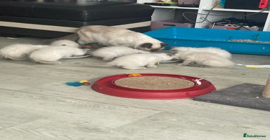 Ragdoll cats - Advert 6
