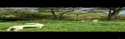 Whippet dogs for sale: Quality KC whippet pups from heart tested psrents in Stoke-on-Trent - Advert 7