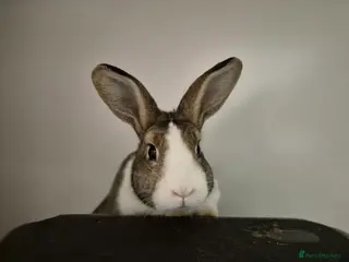 Mixed Breed rabbits Oli is Vaccinated and castrated - Advert 17