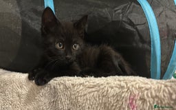 British Shorthair cats for sale: 5 BSH kittens (Grey Kitten GONE) - Image 25