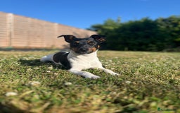 Jack Russell dogs for stud: Jack Russell Stud – Kings Lynn, Norfolk - Image 6