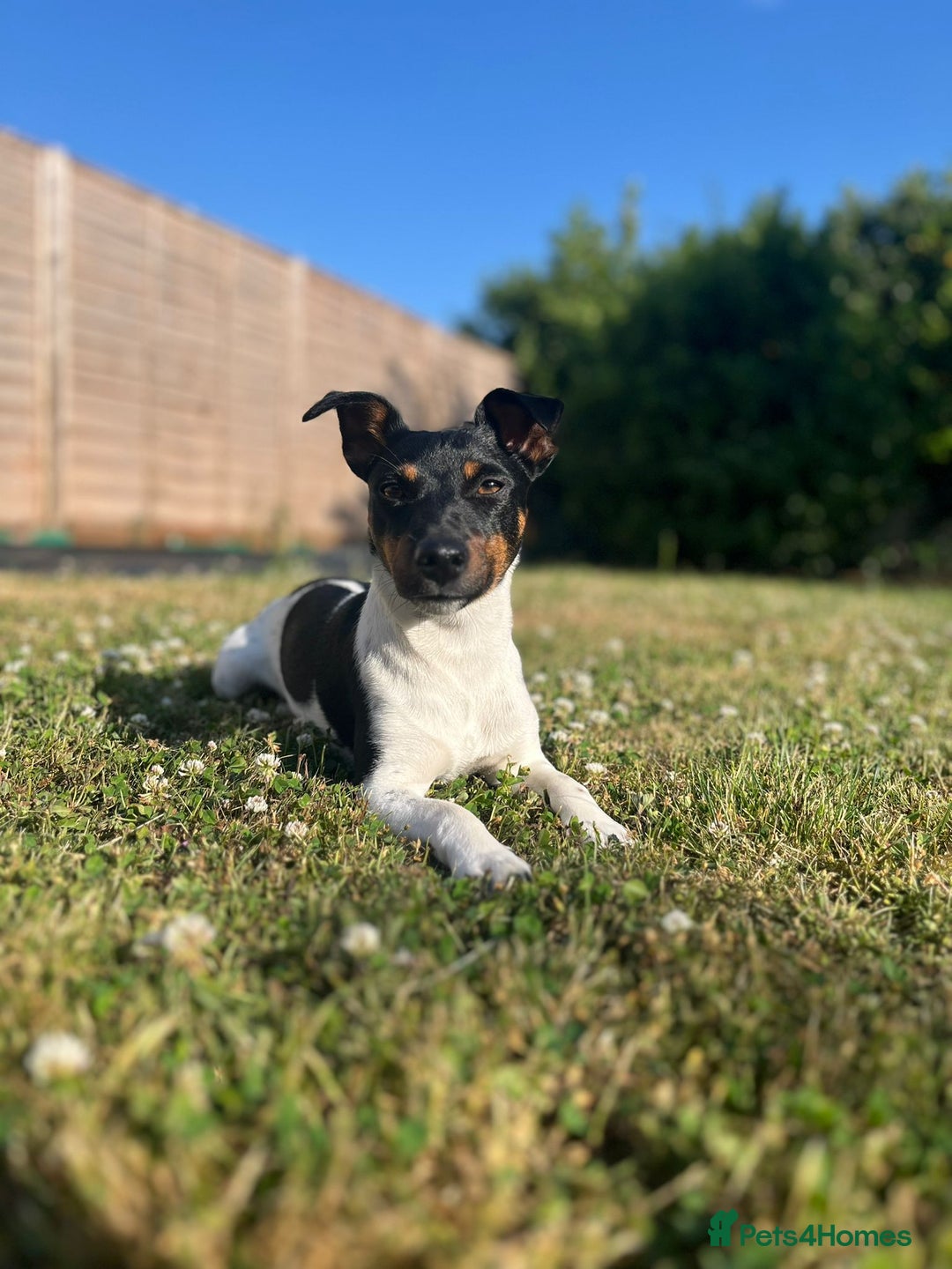 Jack Russell dogs for stud: Jack Russell Stud – Kings Lynn, Norfolk - Image 6