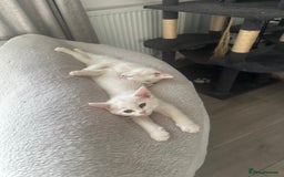 British Shorthair cats for sale: 2 gorgeous white kittens  - Image 3