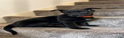 Belgian Shepherd Dog dogs for sale: Stunning Belgian Malinois Puppies  - Advert 17