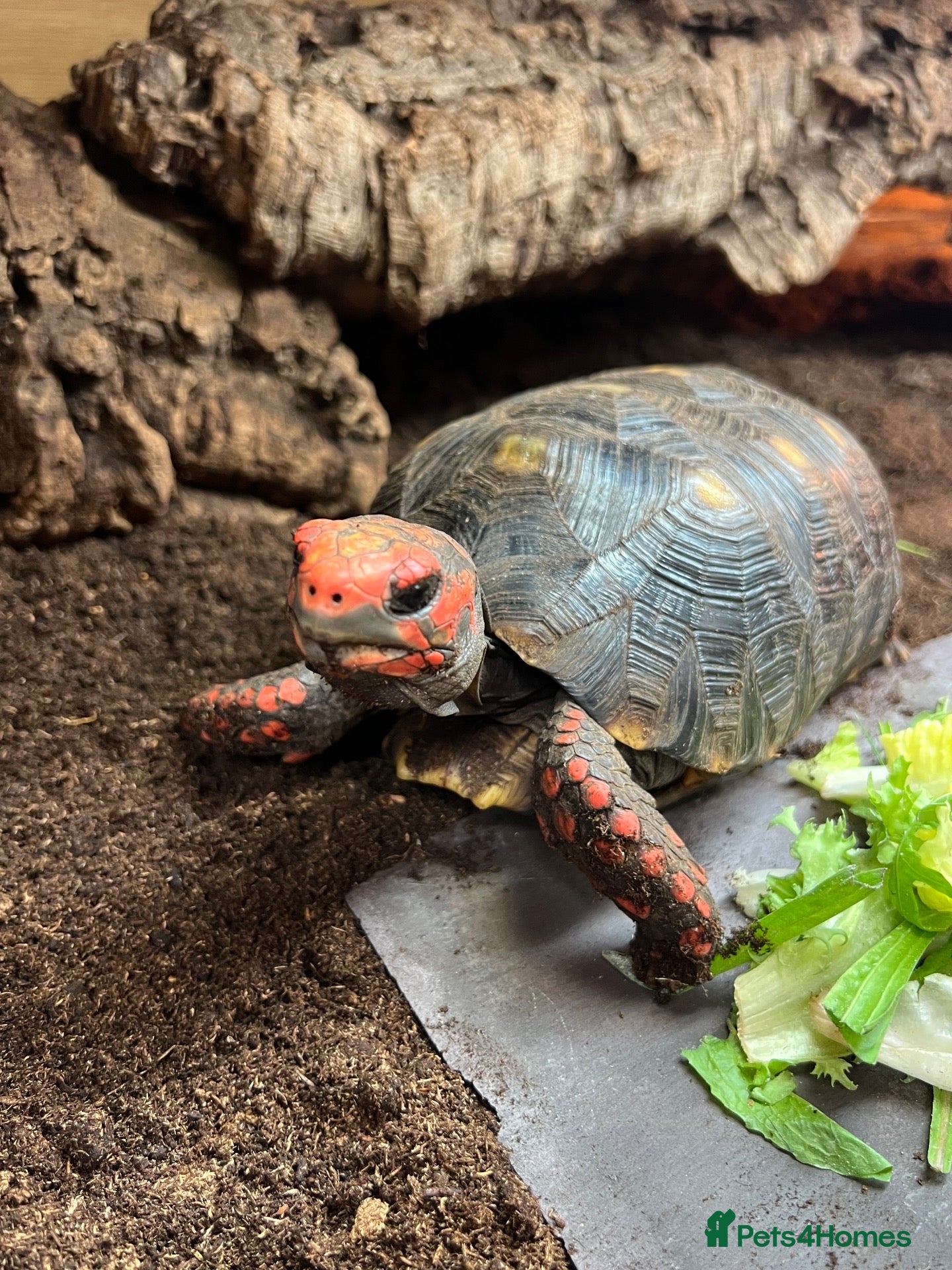 Tortoise reptiles Various Tortoises At Urban Exotics - Advert 1