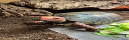 Tortoise reptiles for sale: Various Tortoises At Urban Exotics - Advert 1