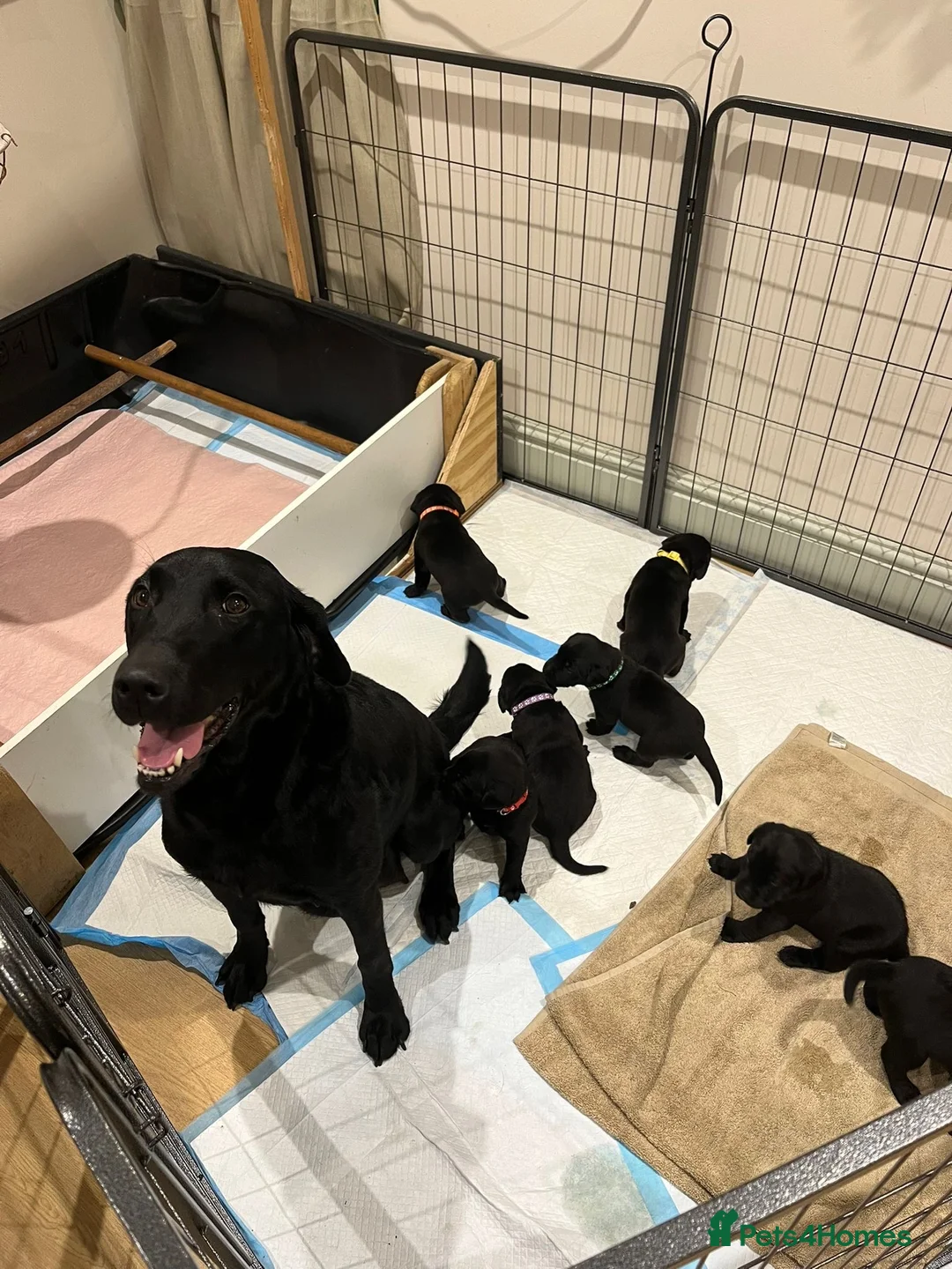 Labrador Retriever dogs for sale: Lovely black Labrador puppies  in Windermere - Advert 1