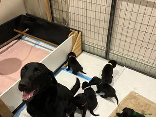 Labrador Retriever dogs Lovely black Labrador puppies in Windermere - Advert 1