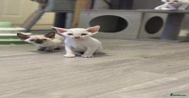 Devon Rex cats - Advert 14