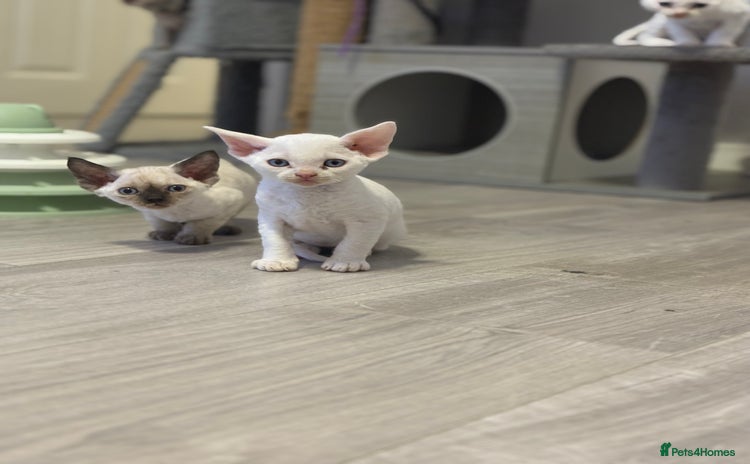 Devon Rex cats - Advert 1