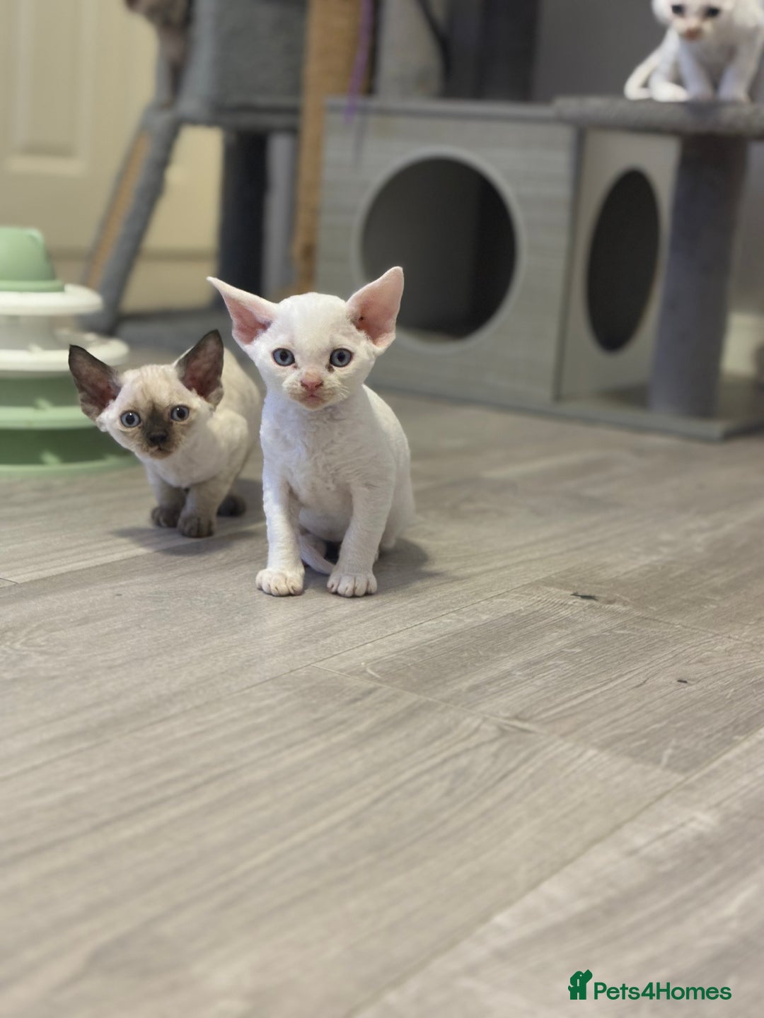 Devon Rex cats for sale: ❤️2 male Devon rex available 😻 - Image 5