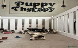 Border Collie dogs for sale: Stunning litter of blue merle border collies - Image 17