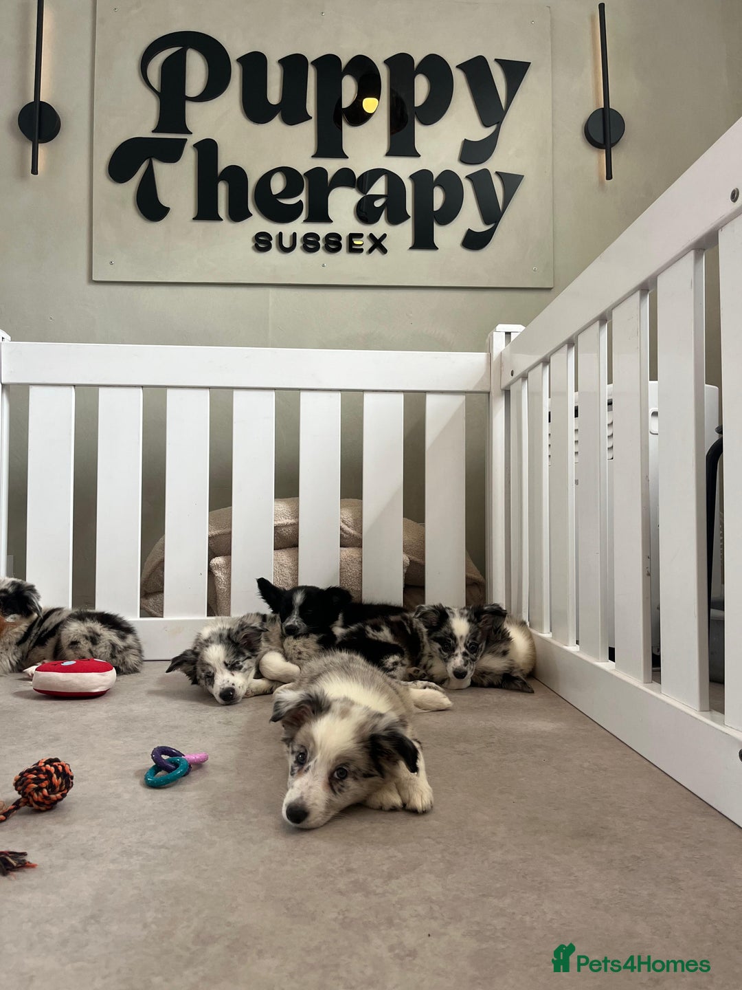 Border Collie dogs for sale: Stunning litter of blue merle border collies - Image 17