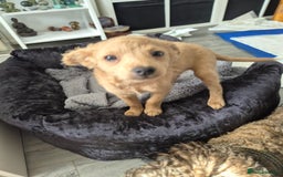 Mixed Breed dogs for sale: Cockapoochis Ready Now  - Image 9