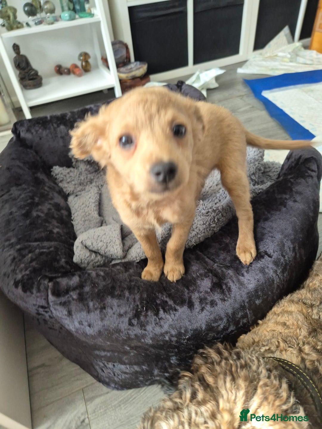 Mixed Breed dogs for sale: Cockapoochis Ready Now  - Image 9
