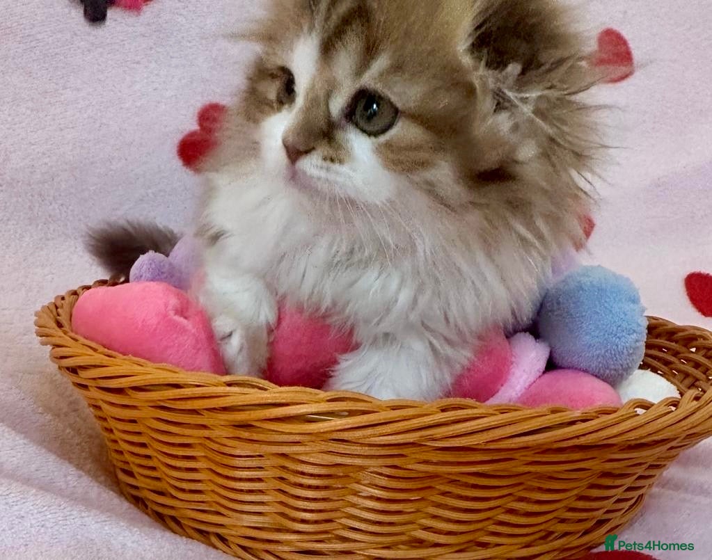 Scottish Fold cats 5 beautiful, lovely scottish fold boy kittens  - Advert 1