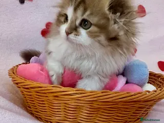 Scottish Fold cats 5 beautiful, lovely scottish fold boy kittens - Advert 1