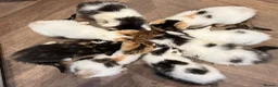 Mixed Breed cats for sale: Loving kittens 💖 - Advert 11