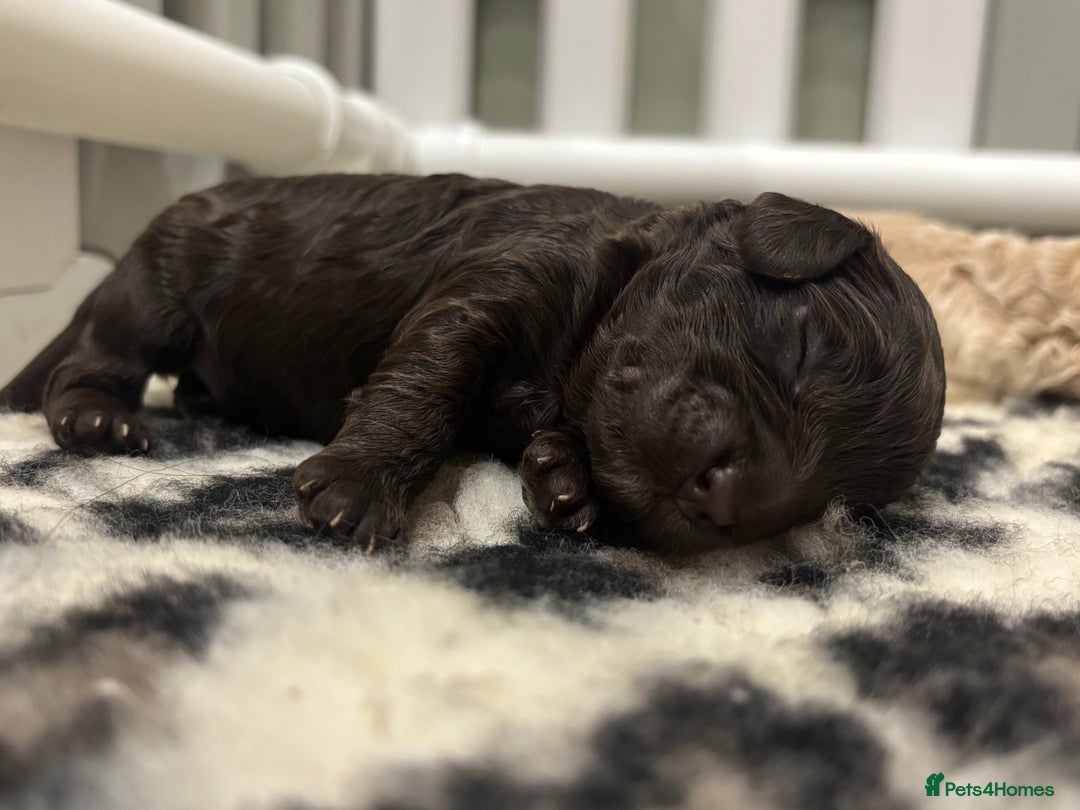 Cavapoo dogs for sale: Beautiful F1bb cavapoo pups - Image 13