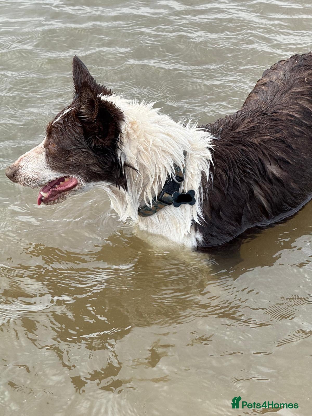 Border Collie dogs Stunning red and white girl - Advert 1