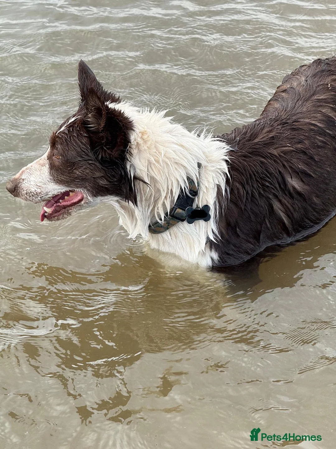 Border Collie dogs for sale: Stunning red and white girl - Advert 2