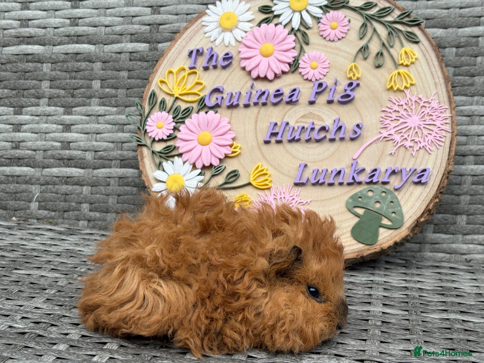 Guinea Pig rodents Pure bred Lunkarya babies  - Advert 2