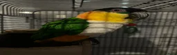 Parrots birds for sale: Parrots Caiques  pair  - Advert 3