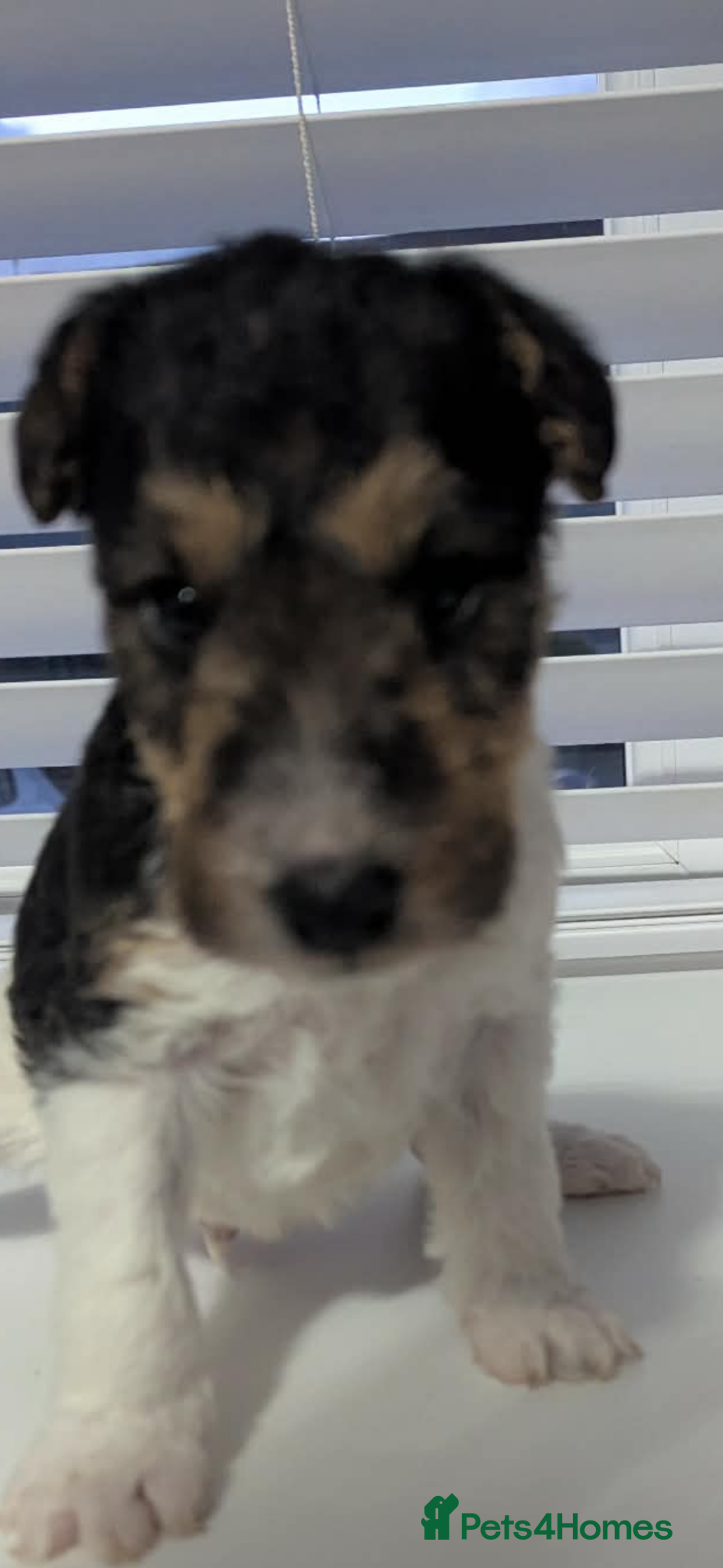 Fox Terrier dogs for sale: Wire haired fox terrier - Advert 29