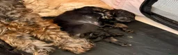 Cockapoo dogs for sale: Black and Tan Cockapoo puppies  - Advert 9