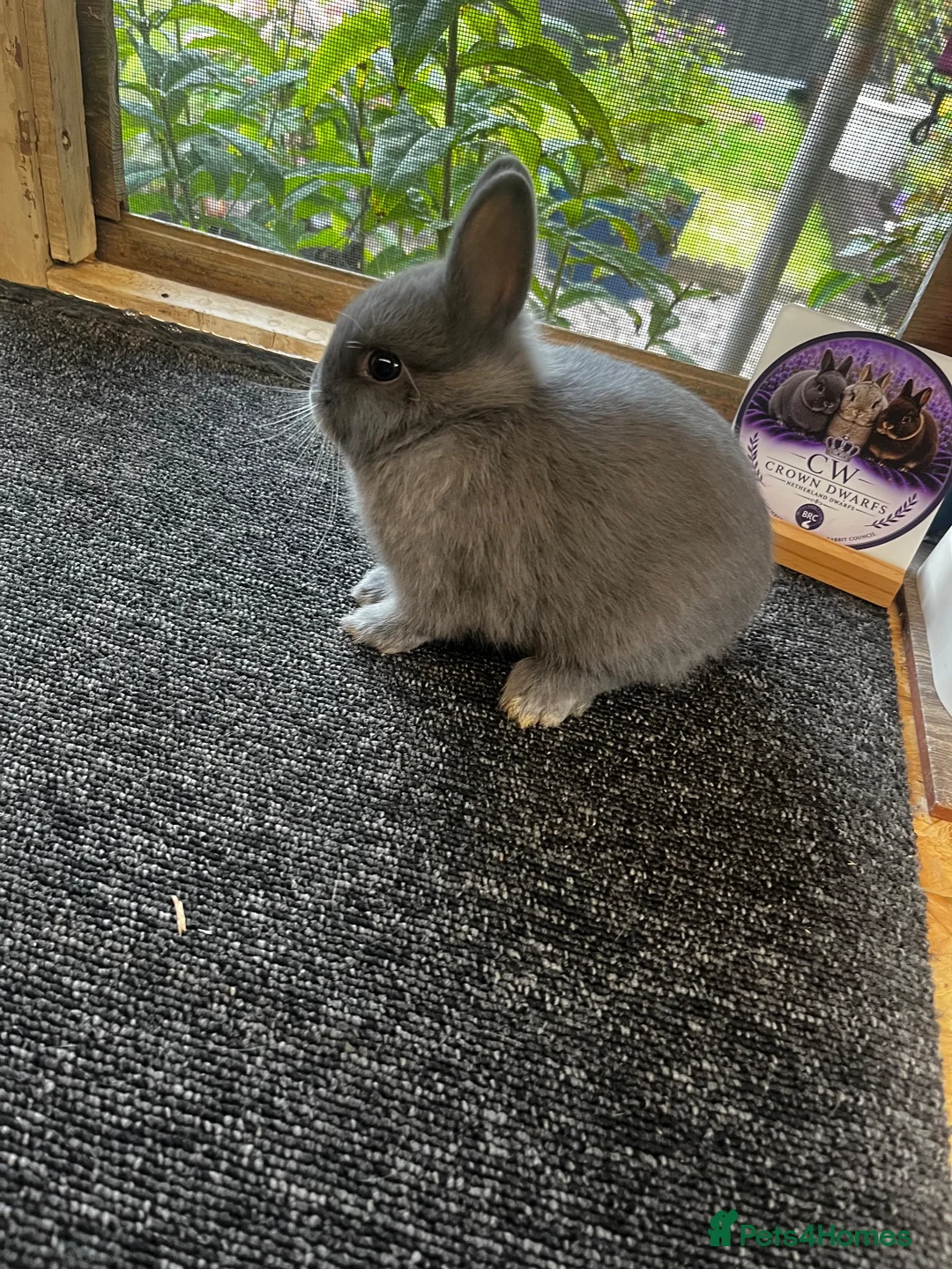 Netherland Dwarf rabbits for sale: Netherland dwarfs for sale  - Advert 7