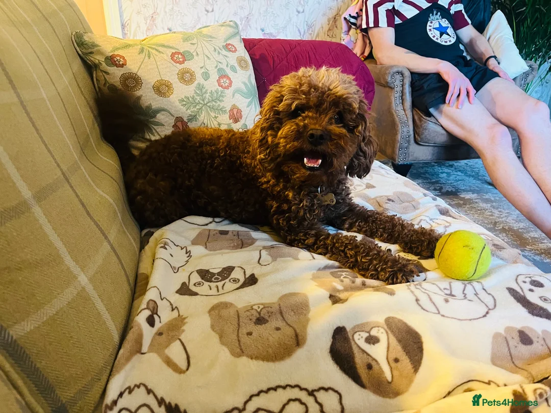 Cavapoo dogs for sale: F1B Cavapoo Puppies 🐶 in Alnwick - Advert 2
