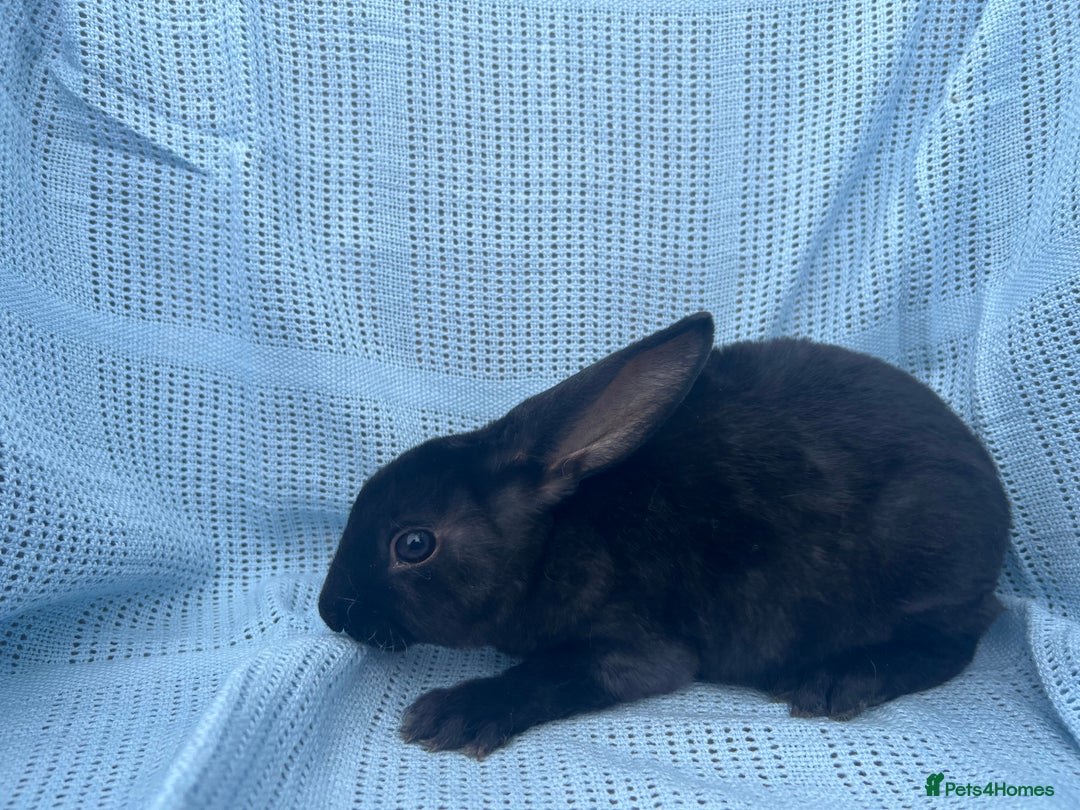 Rex rabbits for sale: Adult and babies  - Image 15