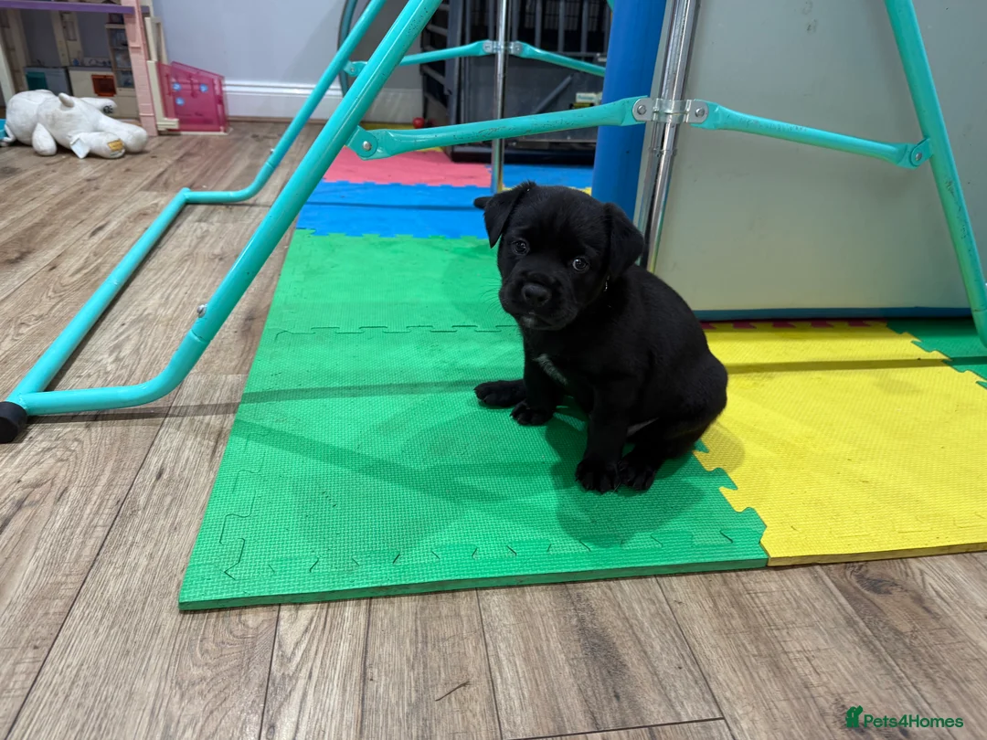 Mixed Breed dogs for sale: Beautiful friendly cane Corso crosses  - Advert 17