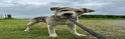 Mixed Breed dogs for adoption: Adorable Thanos needs his own forever home  in Atherstone - Advert 2
