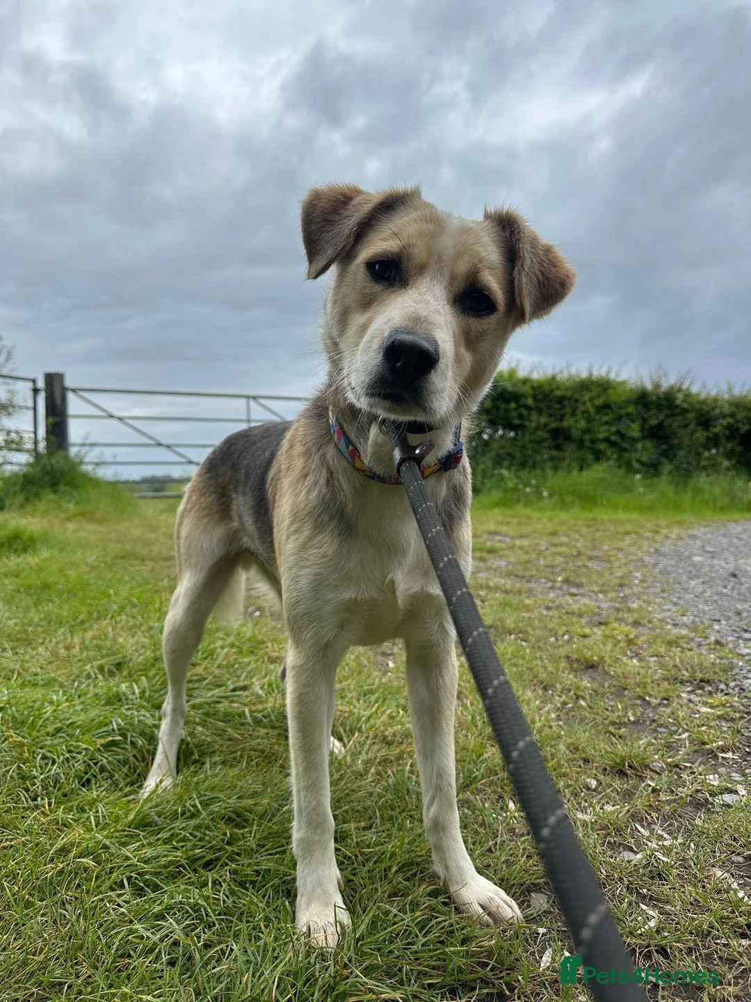 Mixed Breed dogs for adoption: Adorable Thanos needs his own forever home  in Atherstone - Advert 2
