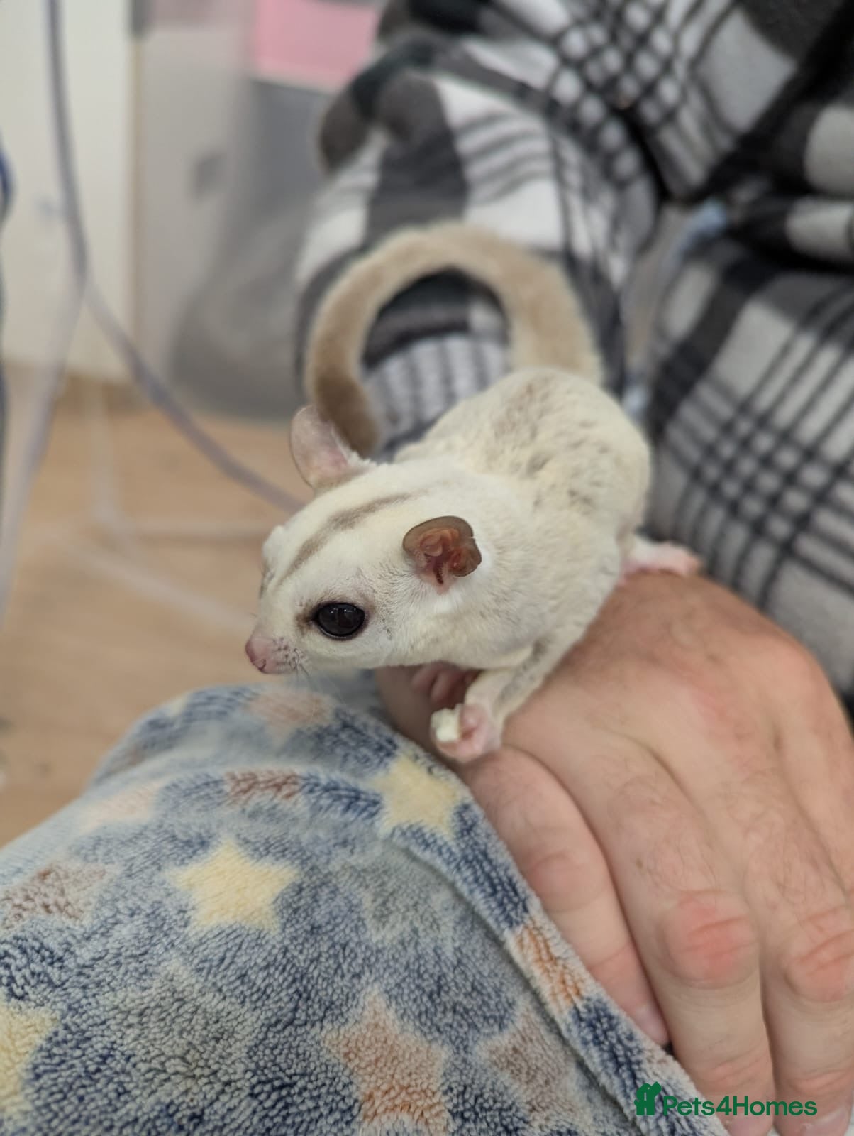Sugar Glider rodents Father and Son sugar gliders - Advert 2