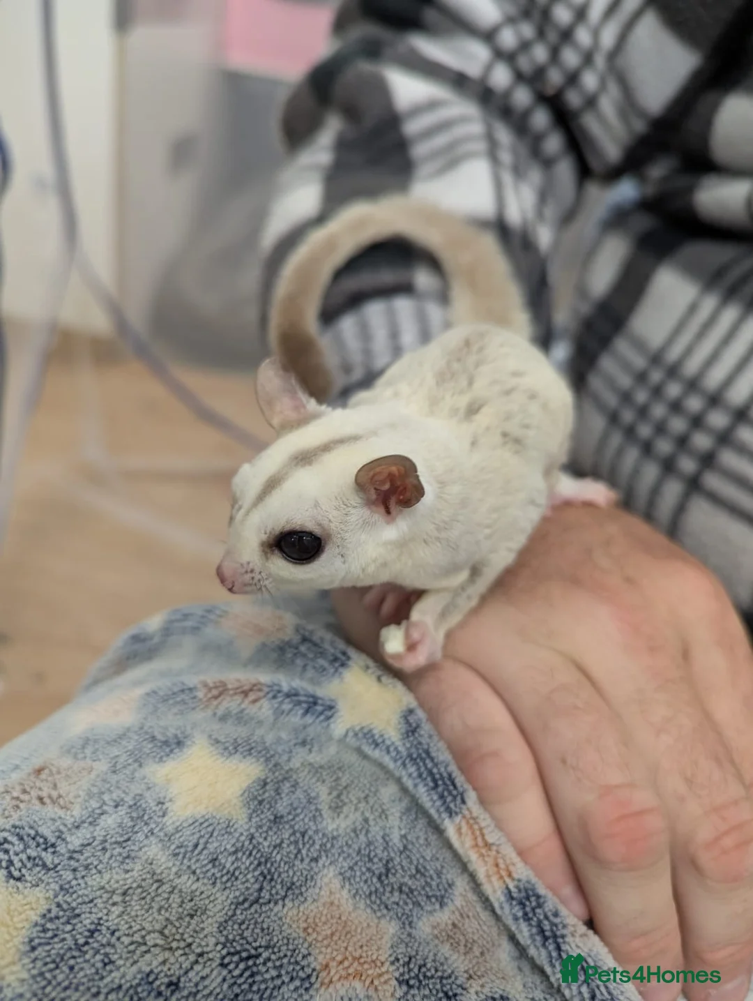 Sugar Glider rodents for sale: Father and Son sugar gliders - Advert 1