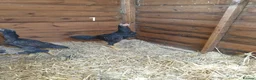 Chickens poultry for sale: Shamo , Brazilian,  aseel  - Advert 2