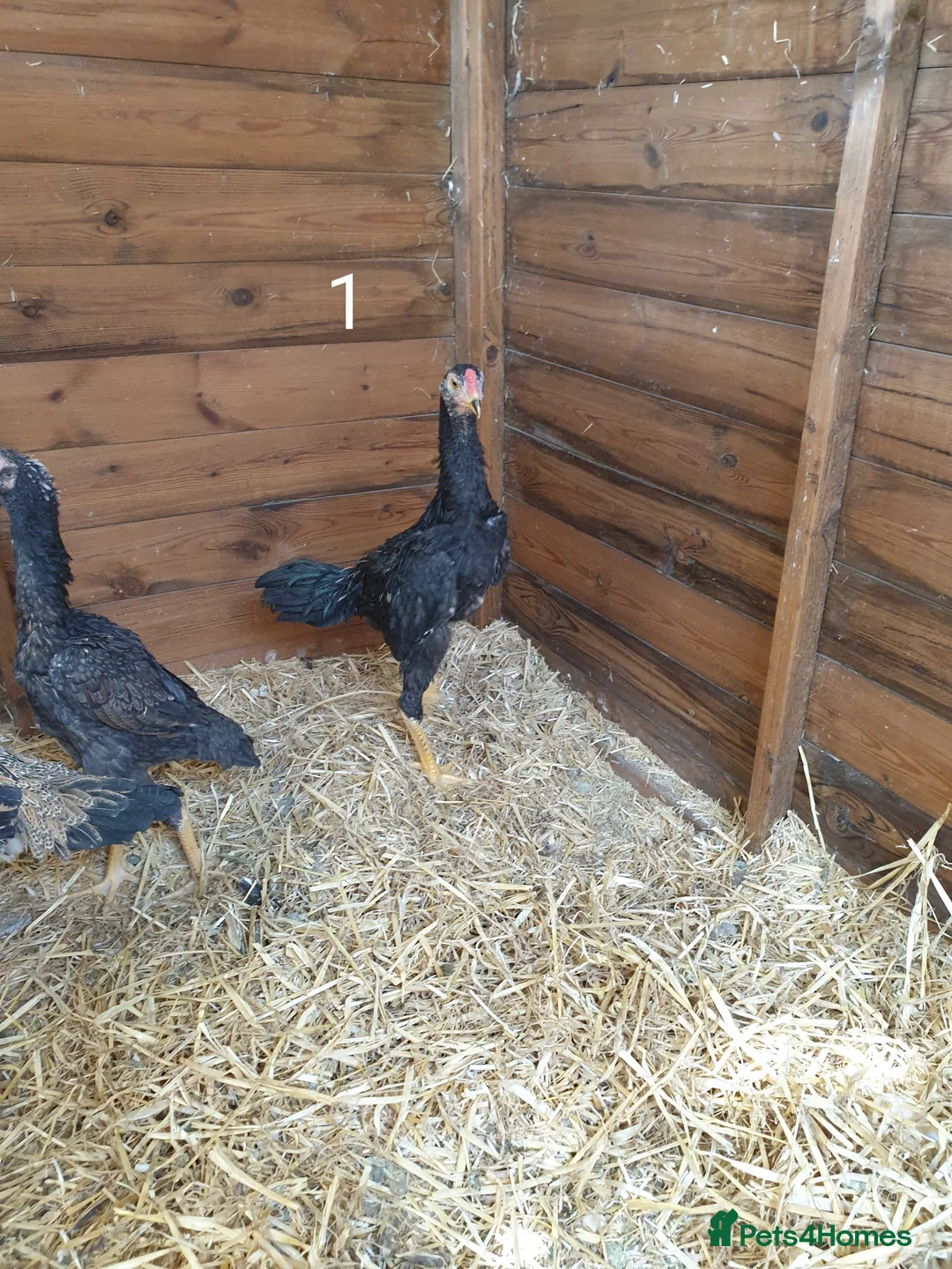 Chickens poultry for sale: Shamo , Brazilian,  aseel  - Advert 2