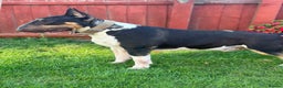 English Bull Terrier dogs for stud: Well Proven English bullterrier black tri stud  in Leicester - Advert 3