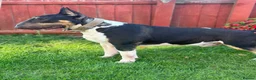 English Bull Terrier dogs for stud: Well Proven English bullterrier black tri stud  in Leicester - Advert 3