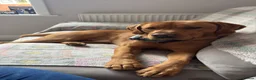 Labrador Retriever dogs for stud: Rocky Dog  in Bournemouth - Advert 1