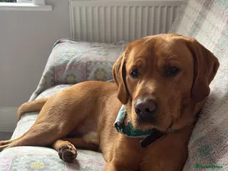 Labrador Retriever dogs Rocky Dog - Advert 1