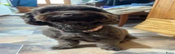 Cockapoo dogs for sale: F1b Cockapoo Puppies, Forever Home Ready 🐕‍🦺🐾 - Advert 4