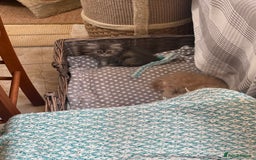 Persian cats for sale: Grey Persian Kittens  - Image 8