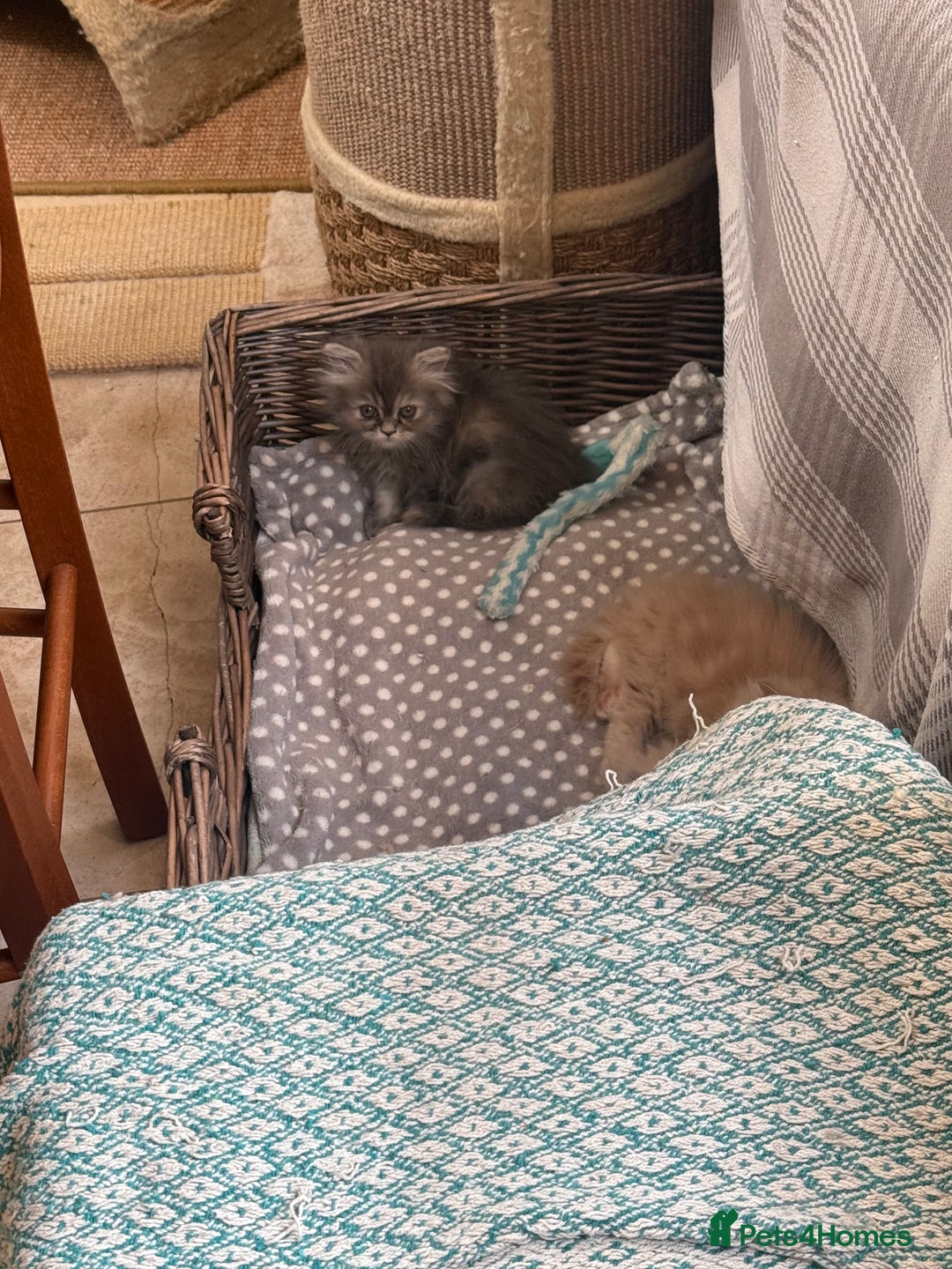 Persian cats for sale: Grey Persian Kittens  - Image 8